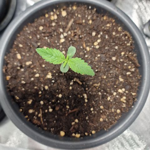 Orange Bud growlog timeline photo
