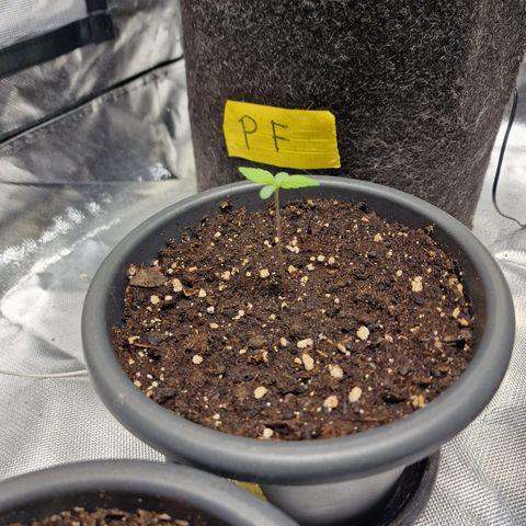 Super Lemone Haze  growlog timeline photo