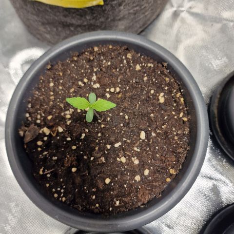 Super Lemone Haze  growlog timeline photo