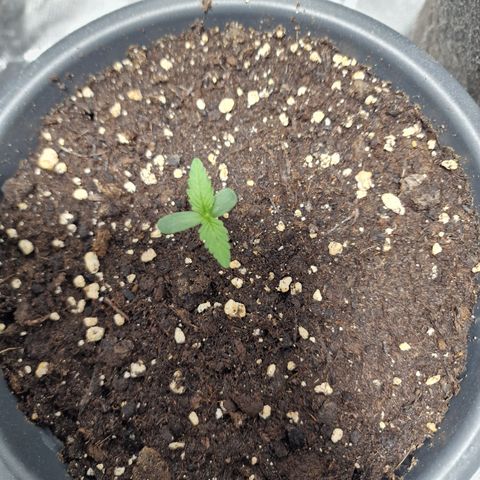 Skunk growlog timeline photo