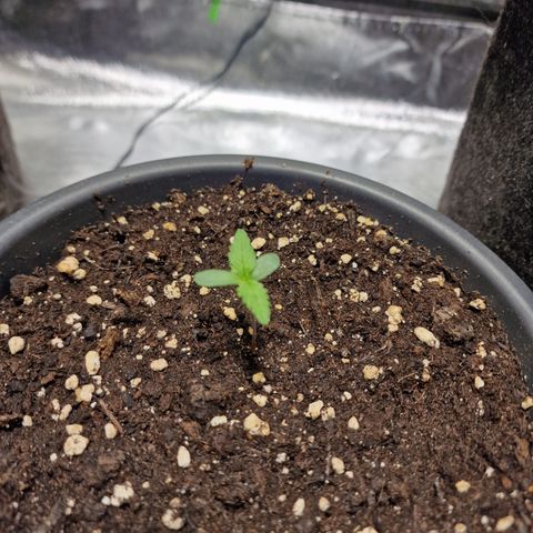 Skunk growlog timeline photo