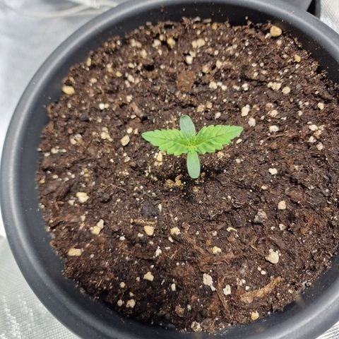Northern Lights  growlog timeline photo