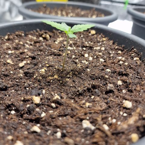 Northern Lights  growlog timeline photo