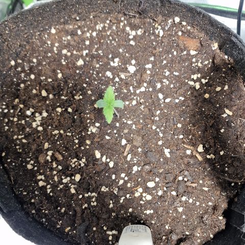 Passion Fruit  growlog timeline photo