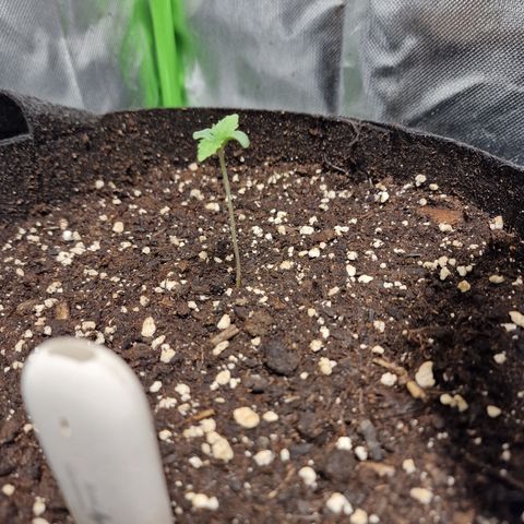 Passion Fruit  growlog timeline photo