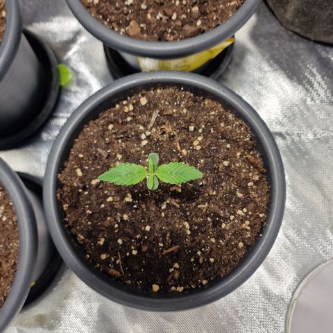 Orange Bud growlog timeline photo