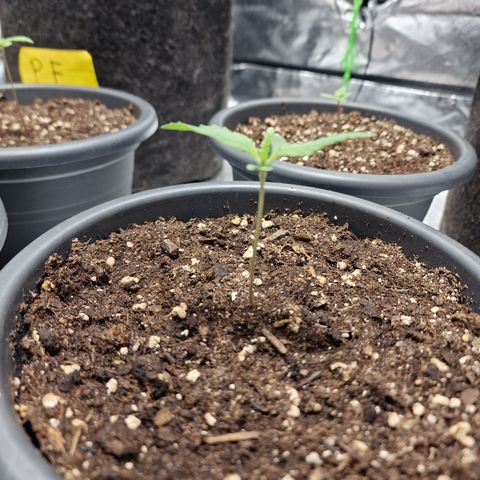 Orange Bud growlog timeline photo