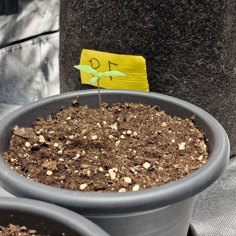 Super Lemone Haze  growlog timeline photo