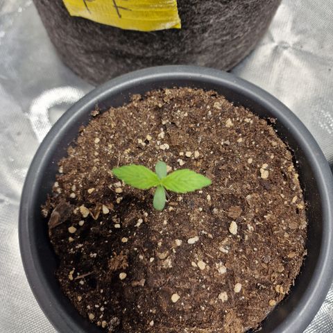 Super Lemone Haze  growlog timeline photo