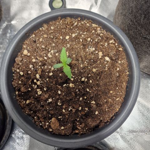 Skunk growlog timeline photo