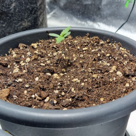 Skunk growlog timeline photo