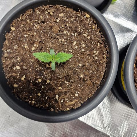 Northern Lights  growlog timeline photo