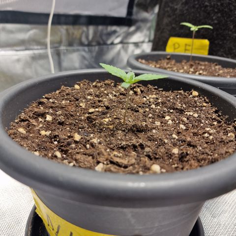Northern Lights  growlog timeline photo