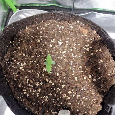 Passion Fruit  growlog timeline photo