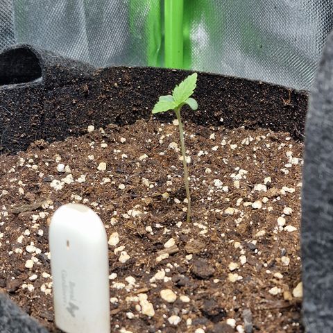 Passion Fruit  growlog timeline photo