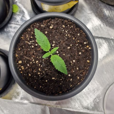 Orange Bud growlog timeline photo