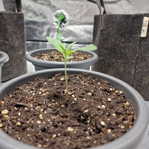 Orange Bud growlog timeline photo