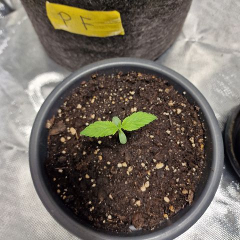Super Lemone Haze  growlog timeline photo