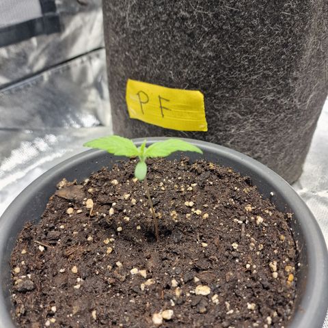 Super Lemone Haze  growlog timeline photo