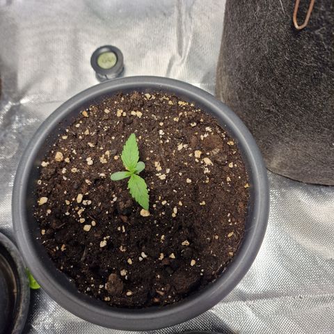 Skunk growlog timeline photo