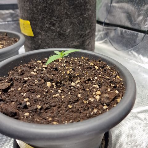 Skunk growlog timeline photo