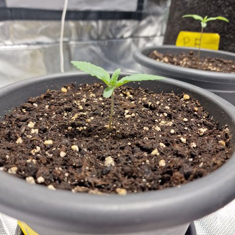 Northern Lights  growlog timeline photo