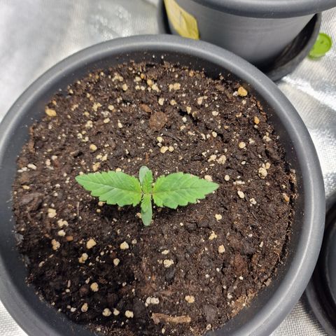 Northern Lights  growlog timeline photo