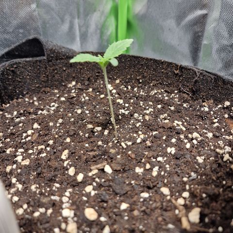 Passion Fruit  growlog timeline photo
