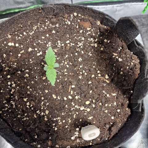 Passion Fruit  growlog timeline photo