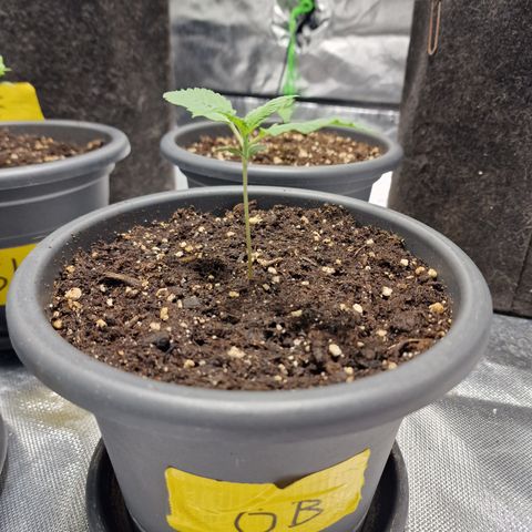 Orange Bud growlog timeline photo