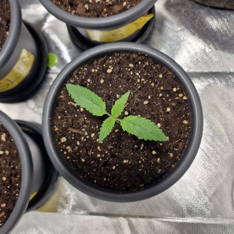 Orange Bud growlog timeline photo