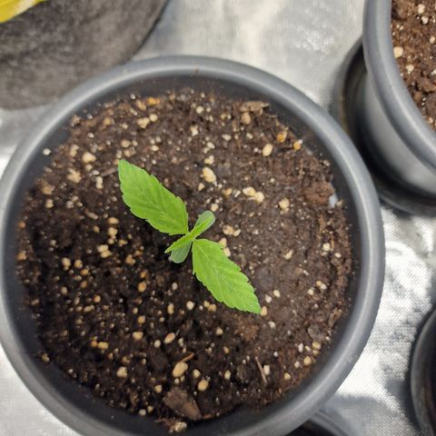 Super Lemone Haze  growlog timeline photo