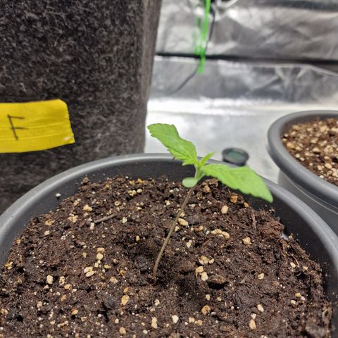 Super Lemone Haze  growlog timeline photo