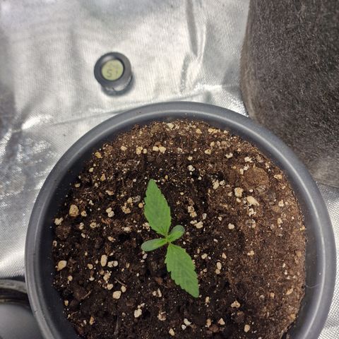 Skunk growlog timeline photo