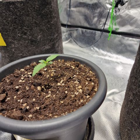 Skunk growlog timeline photo