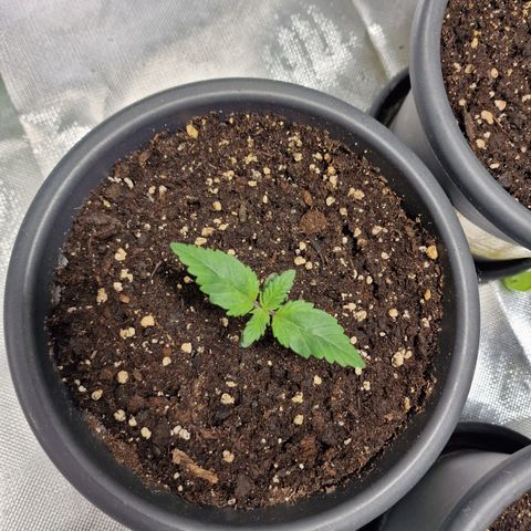 Northern Lights  growlog timeline photo