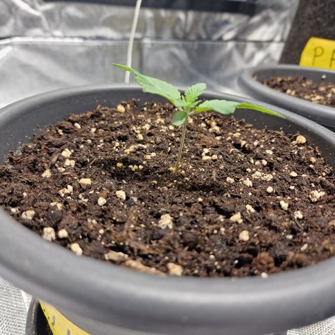 Northern Lights  growlog timeline photo