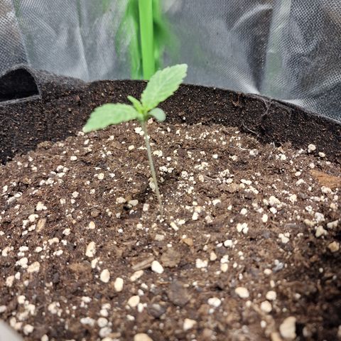 Passion Fruit  growlog timeline photo