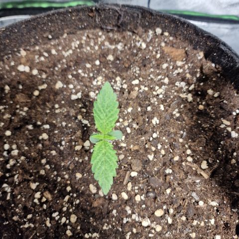 Passion Fruit  growlog timeline photo