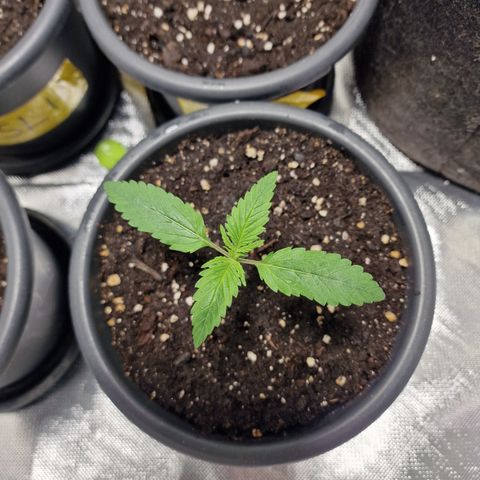 Orange Bud growlog timeline photo