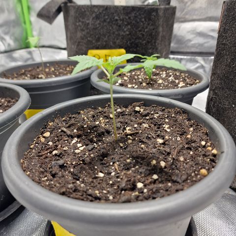 Orange Bud growlog timeline photo
