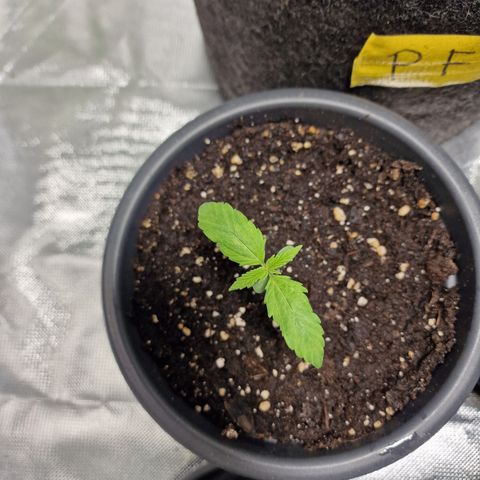 Super Lemone Haze  growlog timeline photo