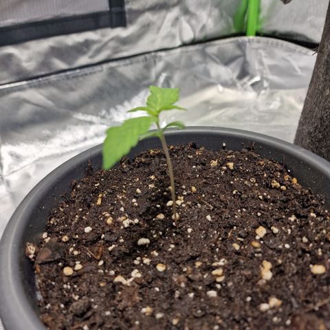 Super Lemone Haze  growlog timeline photo