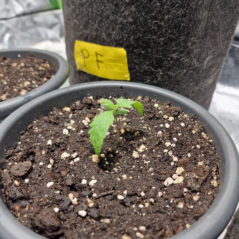 Skunk growlog timeline photo