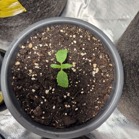 Skunk growlog timeline photo