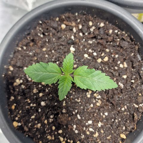 Northern Lights  growlog timeline photo