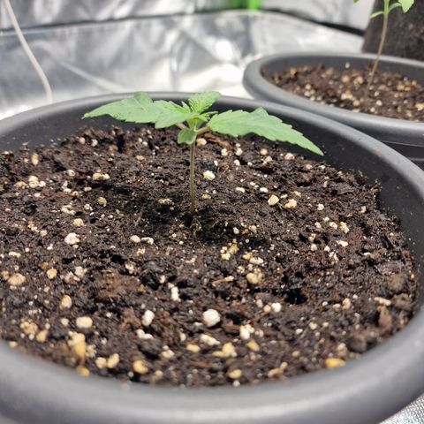 Northern Lights  growlog timeline photo