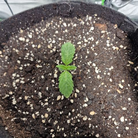 Passion Fruit  growlog timeline photo