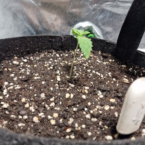 Passion Fruit  growlog timeline photo