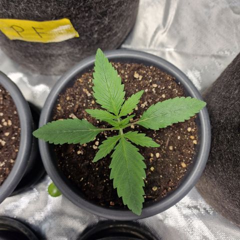Orange Bud growlog timeline photo